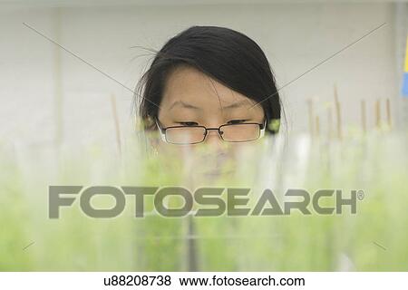 Close up of female scientist looking at plant sample in greenhouse lab View Large Photo Image Stock Photo - Close up of female scientist looking at plant sample in greenhouse lab. Fotosearch