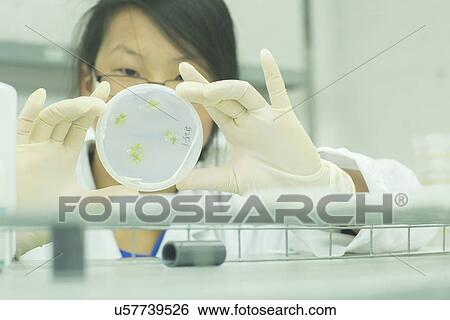 Close up of female scientist looking at plant sample in petri dish in lab View Large Photo Image Stock Photograph - Close up of female scientist looking at plant sample in petri dish in lab. Fotosearch
