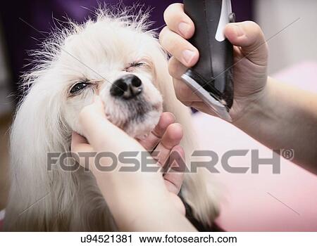 "Dog being groomed in salon, close-up" View Large Photo Image Stock Image - "Dog being groomed in salon, close-up". Fotosearch
