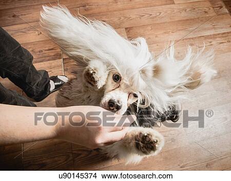 Picture - "Dog jumping up to reach treat in owners hand, overhead view". Fotosearch