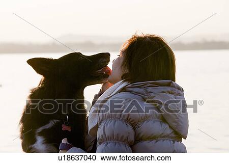 Dog licking mid adult womans face on lakeside View Large Photo Image Stock Image - Dog licking mid adult womans face on lakeside. Fotosearch