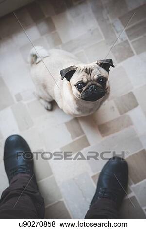 Dog looking up at camera View Large Photo Image Stock Photo - Dog looking up at camera. Fotosearch
