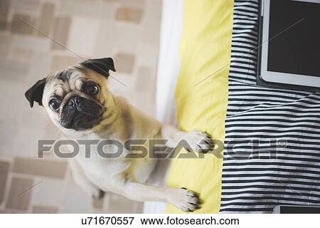 Stock Photo - Dog standing on hind legs against bed. Fotosearch