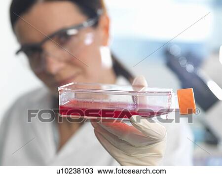 "Female cell biologist holding flask containing stem cells, cultivated in red growth medium" View Large Photo Image Stock Image - "Female cell biologist holding flask containing stem cells, cultivated in red growth medium". Fotosearch