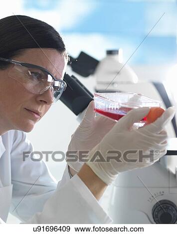 "Female cell biologist holding flask containing stem cells, cultivated in red growth medium" View Large Photo Image Stock Photo - "Female cell biologist holding flask containing stem cells, cultivated in red growth medium". Fotosearch