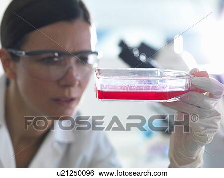 "Female cell biologist holding flask containing stem cells, cultivated in red growth medium" View Large Photo Image Stock Photograph - "Female cell biologist holding flask containing stem cells, cultivated in red growth medium". Fotosearch