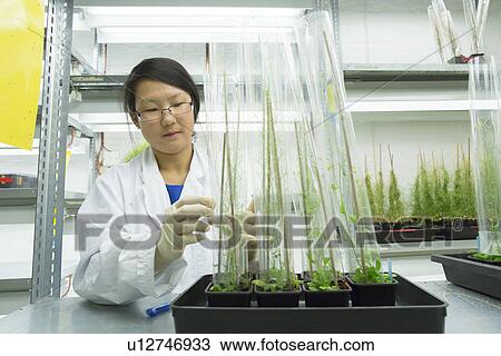 Female scientist looking at plant sample in greenhouse lab View Large Photo Image Stock Image - Female scientist looking at plant sample in greenhouse lab. Fotosearch