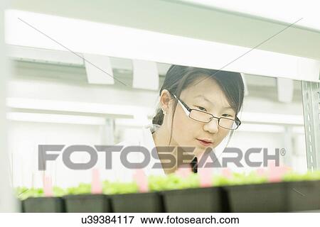 Female scientist looking at plant sample in greenhouse lab View Large Photo Image Stock Photo - Female scientist looking at plant sample in greenhouse lab. Fotosearch