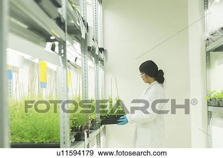 Stock Photo - Female scientist removing plant samples in greenhouse lab. Fotosearch
