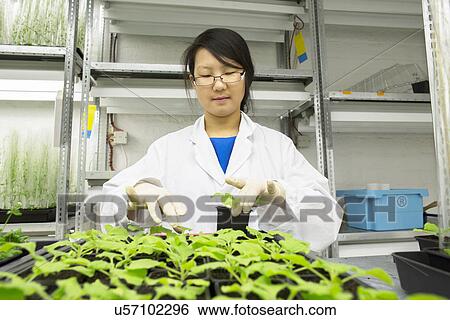 Stock Photograph - Female scientist selecting plant sample in greenhouse lab. Fotosearch