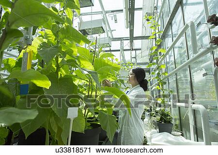 Female scientist testing plant sample in greenhouse lab View Large Photo Image Stock Image - Female scientist testing plant sample in greenhouse lab. Fotosearch