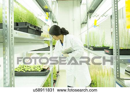Stock Image - Female scientist using digital tablet in plant sample lab greenhouse. Fotosearch