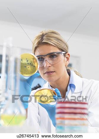 Female technician viewing agar (culture medium) plates with bacteria in a laboratory View Large Photo Image Stock Image - Female technician viewing agar (culture medium) plates with bacteria in a laboratory. Fotosearch