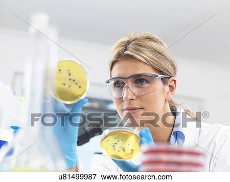Stock Photo - Female technician viewing agar (culture medium) plates with bacteria in a laboratory. Fotosearch