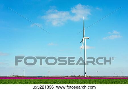 "Field with magenta flower blooms and wind turbine, Zeewolde, Flevoland, Netherlands" View Large Photo Image Stock Photograph - "Field with magenta flower blooms and wind turbine, Zeewolde, Flevoland, Netherlands". Fotosearch