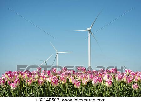 Stock Image - "Field with pink tulip blooms and wind turbines, Zeewolde, Flevoland, Netherlands". Fotosearch