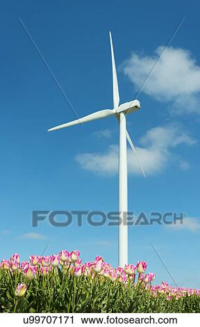 Stock Image - "Field with pink tulip blooms and wind turbine, Zeewolde, Flevoland, Netherlands". Fotosearch
