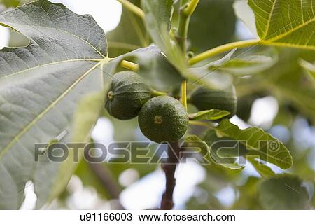 Fig tree View Large Photo Image Stock Image - Fig tree. Fotosearch