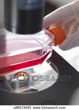 Flask containing cultures sitting on platform of inverted microscope in lab View Large Photo Image Stock Image - Flask containing cultures sitting on platform of inverted microscope in lab. Fotosearch
