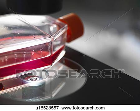 Flask containing cultures sitting on platform of inverted microscope in lab View Large Photo Image Stock Photo - Flask containing cultures sitting on platform of inverted microscope in lab. Fotosearch