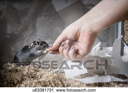 Gerbil being fed by owner View Large Photo Image Stock Image - Gerbil being fed by owner. Fotosearch