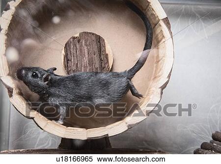 Gerbil running on wooden wheel View Large Photo Image Stock Photography - Gerbil running on wooden wheel. Fotosearch