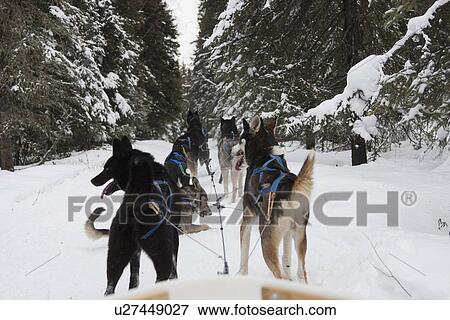 Stock Photo - "Huskies puling sled through snow, Fairbanks, Alaska". Fotosearch