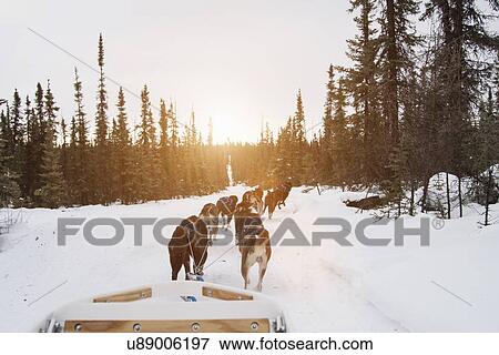 "Huskies pulling sled through snow, Fairbanks, Alaska" View Large Photo Image Stock Photo - "Huskies pulling sled through snow, Fairbanks, Alaska". Fotosearch