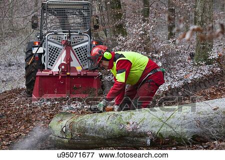 Logger sawing tree in forest View Large Photo Image Stock Photo - Logger sawing tree in forest. Fotosearch