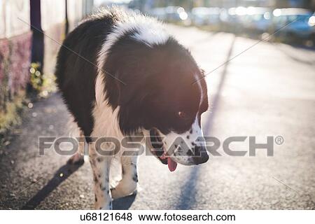 Lone dog walking on sunlit sidewalk with head down View Large Photo Image Stock Photo - Lone dog walking on sunlit sidewalk with head down. Fotosearch