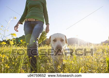 Stock Image - Low angle view of mature woman walking labrador retriever in sunlit wildflower meadow. Fotosearch