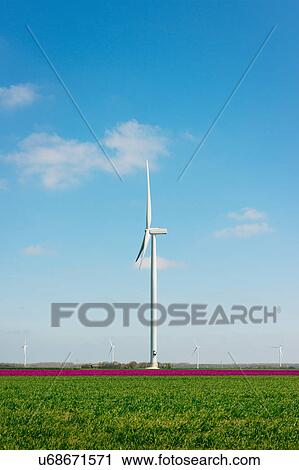 Stock Image - "Magenta flower blooms and wind turbine, Zeewolde, Flevoland, Netherlands". Fotosearch