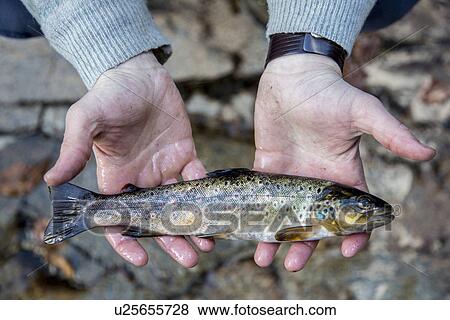 Man holding freshly caught fish View Large Photo Image Stock Photo - Man holding freshly caught fish. Fotosearch