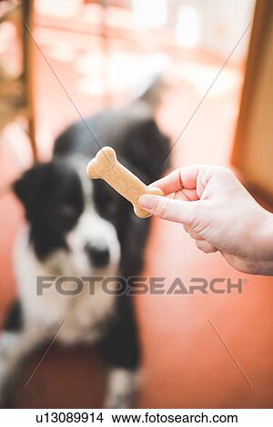 Picture - Mans hand holding dog biscuit in front of dog. Fotosearch