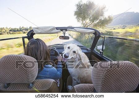Picture - "Mature woman and dog, in convertible car, rear view". Fotosearch