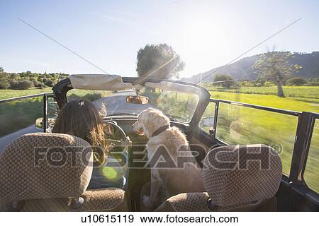 "Mature woman and dog, in convertible car, rear view" View Large Photo Image Stock Photo - "Mature woman and dog, in convertible car, rear view". Fotosearch