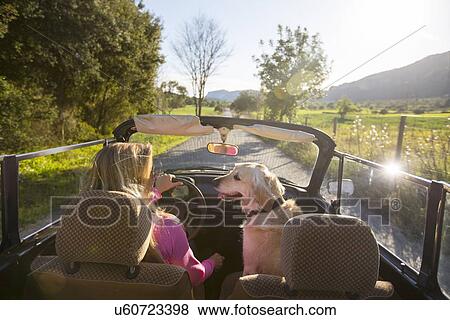 "Mature woman and dog, in convertible car, rear view" View Large Photo Image Stock Photo - "Mature woman and dog, in convertible car, rear view". Fotosearch