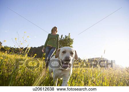 Mature woman walking labrador retriever in sunlit wildflower meadow View Large Photo Image Stock Photo - Mature woman walking labrador retriever in sunlit wildflower meadow. Fotosearch