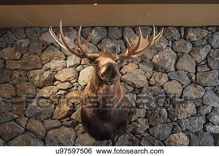 Stock Photograph - Moose head mounted on stone wall. Fotosearch