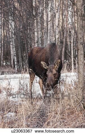 Stock Photo - "Moose in forest, Fairbanks, Alaska". Fotosearch