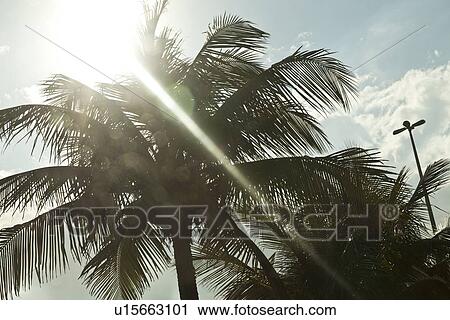 Stock Image - "Palm trees and sunshine, Rio de Janeiro, Brazil". Fotosearch