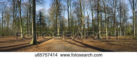 Picture - Panoramic of sunlit forest in morning light. Fotosearch