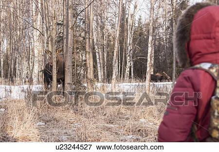 Stock Photo - "Person watching moose in forest, Fairbanks, Alaska". Fotosearch