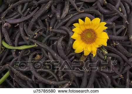 Stock Image - "Pile of beans with yellow flower, close-up". Fotosearch