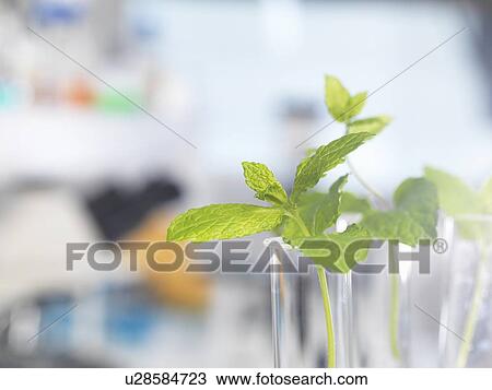 Plants contained in test tubes awaiting testing in a biotechnology lab View Large Photo Image Stock Image - Plants contained in test tubes awaiting testing in a biotechnology lab. Fotosearch