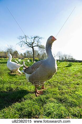 Stock Photography - Portrait of a goose and gander in spring field. Fotosearch