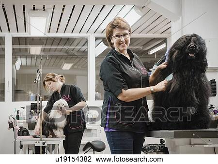 Portrait of dog and groomer in dog grooming salon View Large Photo Image Stock Image - Portrait of dog and groomer in dog grooming salon. Fotosearch