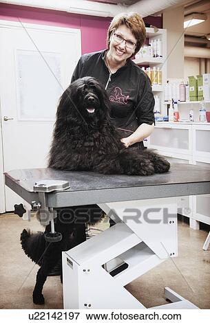 Portrait of dog and groomer in dog grooming salon View Large Photo Image Stock Photo - Portrait of dog and groomer in dog grooming salon. Fotosearch