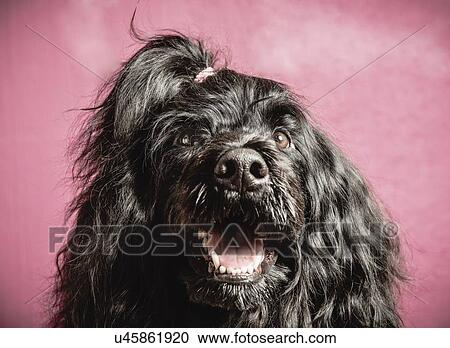 Stock Image - "Portrait of dog, close-up". Fotosearch