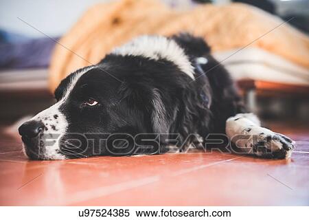 Portrait of dog lying on kitchen floor View Large Photo Image Stock Photography - Portrait of dog lying on kitchen floor. Fotosearch
